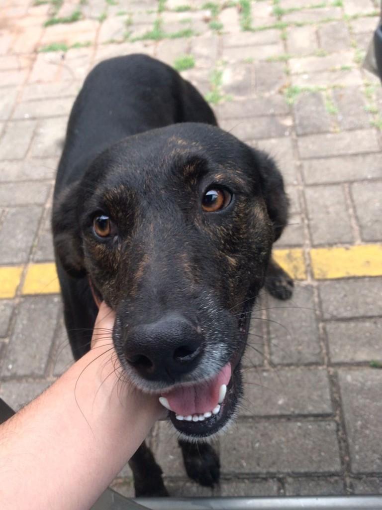 KitKat, cachorro de porte médio para adoção em Rio das Ostras - RJ