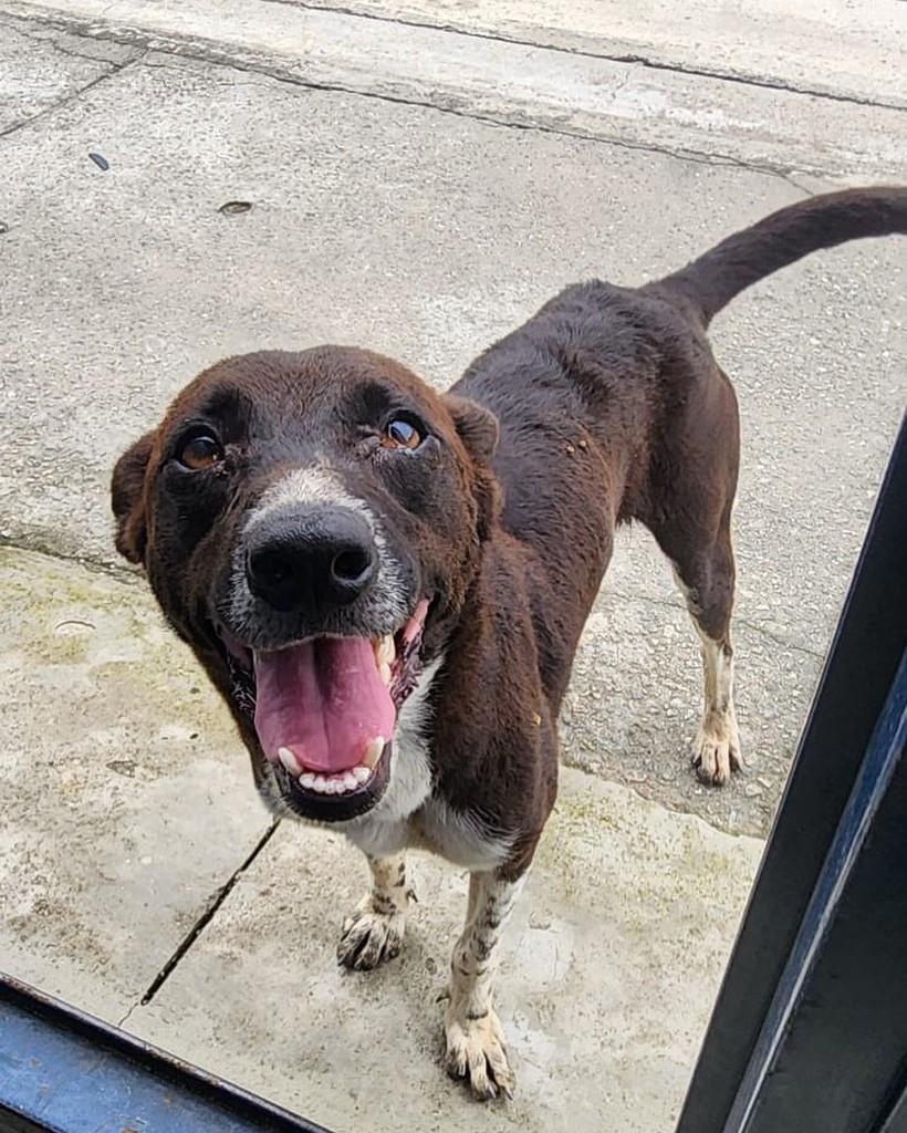 Dandara, cachorro de porte médio para adoção em Rio das Ostras - RJ