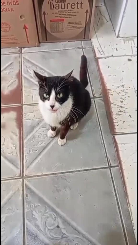 Frajola, gato de porte pequeno para adoção em Rio das Ostras - RJ