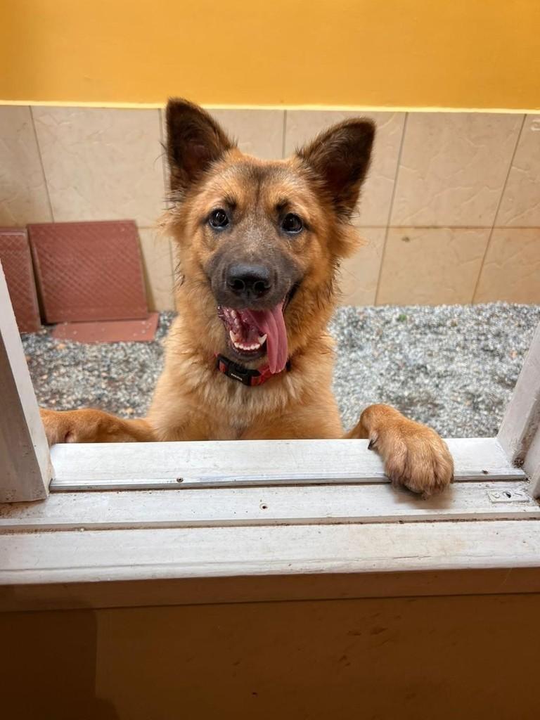Brisa, cadela de porte médio para adoção em Rio das Ostras - RJ — foto 2 de 4