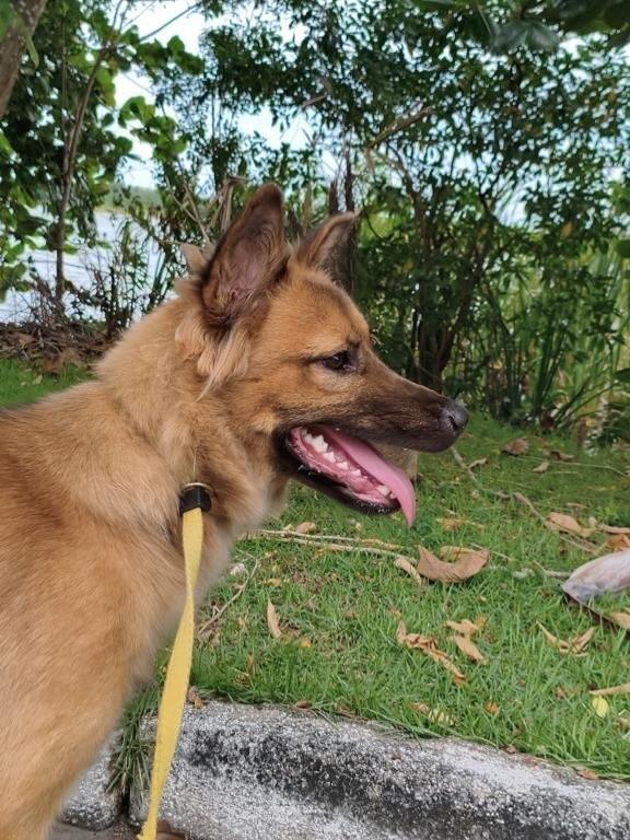 Brisa, cadela de porte médio para adoção em Rio das Ostras - RJ — foto 4 de 4