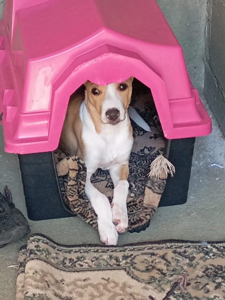 Princesinha, cachorro de porte pequeno para adoção em Içara - SC