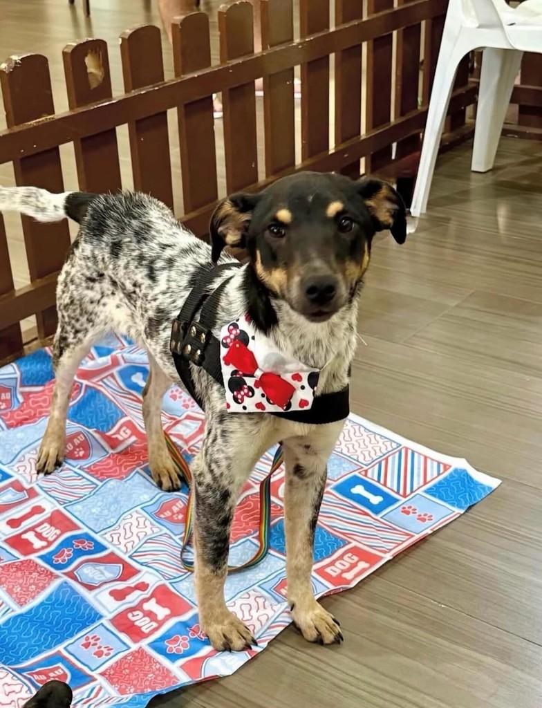 Vitória, cadela de porte médio para adoção em Vitória - ES