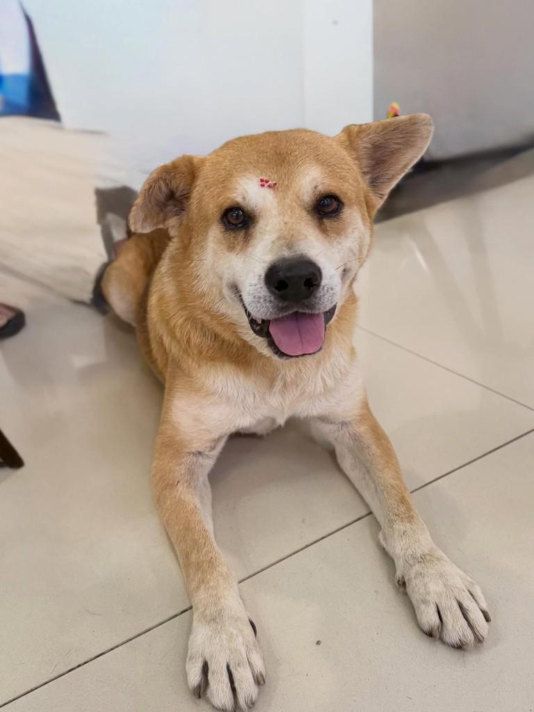 Thor, cachorro de porte médio para adoção em Içara - SC