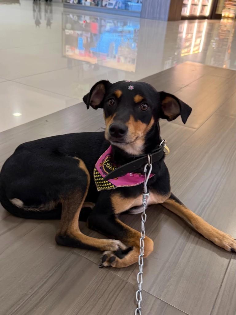 Princesa, cachorro de porte médio para adoção em Içara - SC
