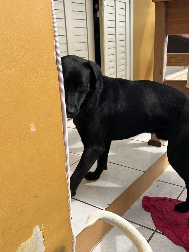 Dog Lindo, cachorro de porte médio para adoção em Içara - SC