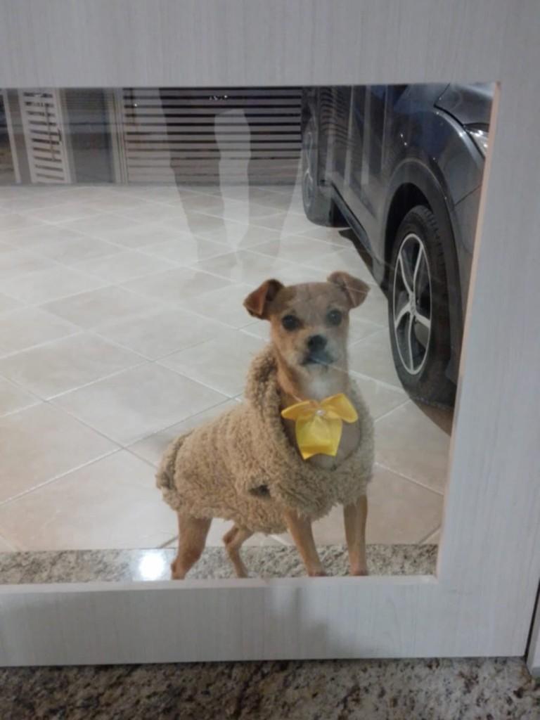 Caramelinho, cachorro de porte pequeno para adoção em Içara - SC