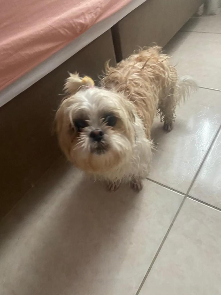 Cachorrinha, cadela de porte pequeno para adoção em Içara - SC