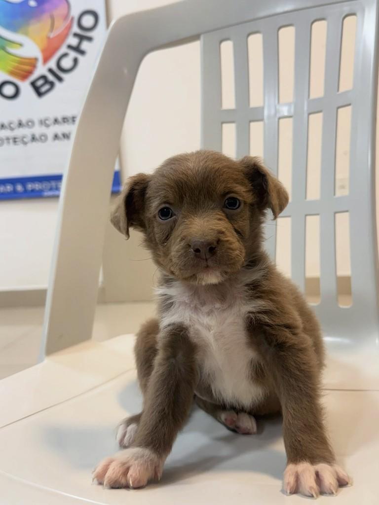 Menininha, cadela de porte pequeno para adoção em Içara - SC