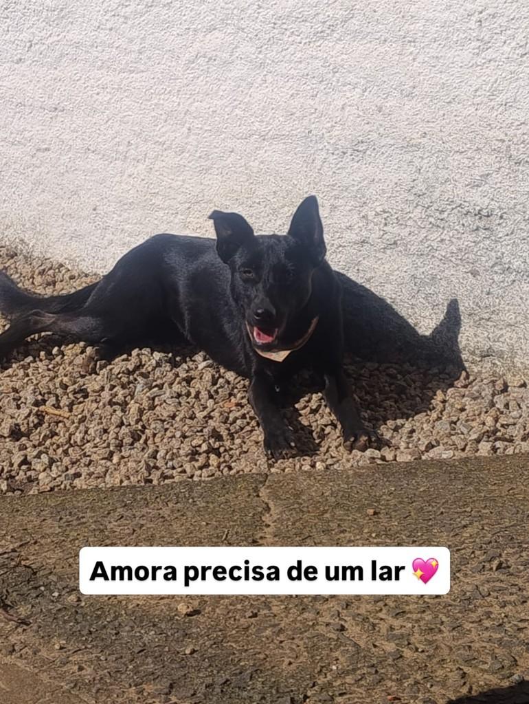 Amora, cadela de porte médio para adoção em Içara - SC