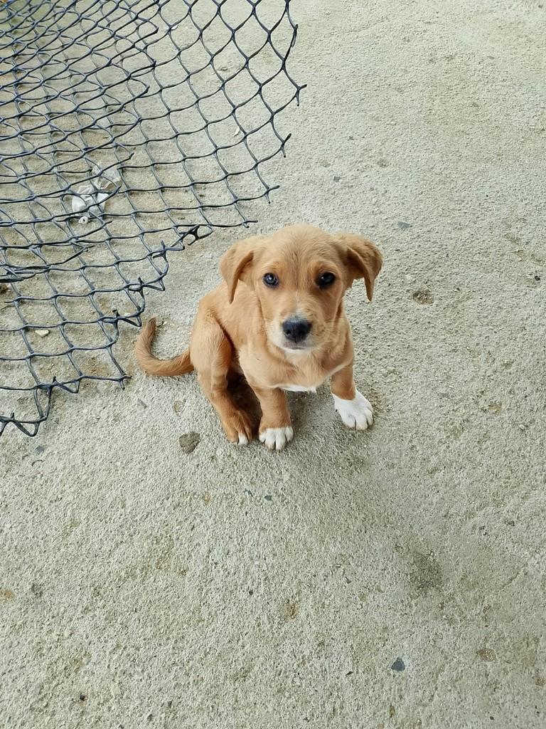 Bebezinho, cachorro de porte pequeno para adoção em Içara - SC