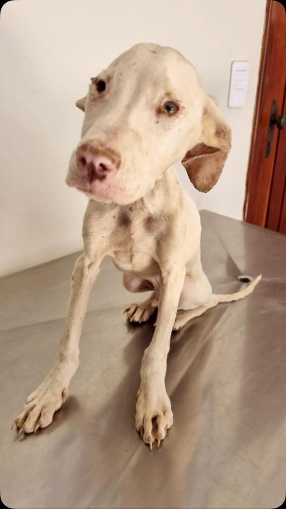 Rudolf, cachorro de porte médio para adoção em Lavras - MG