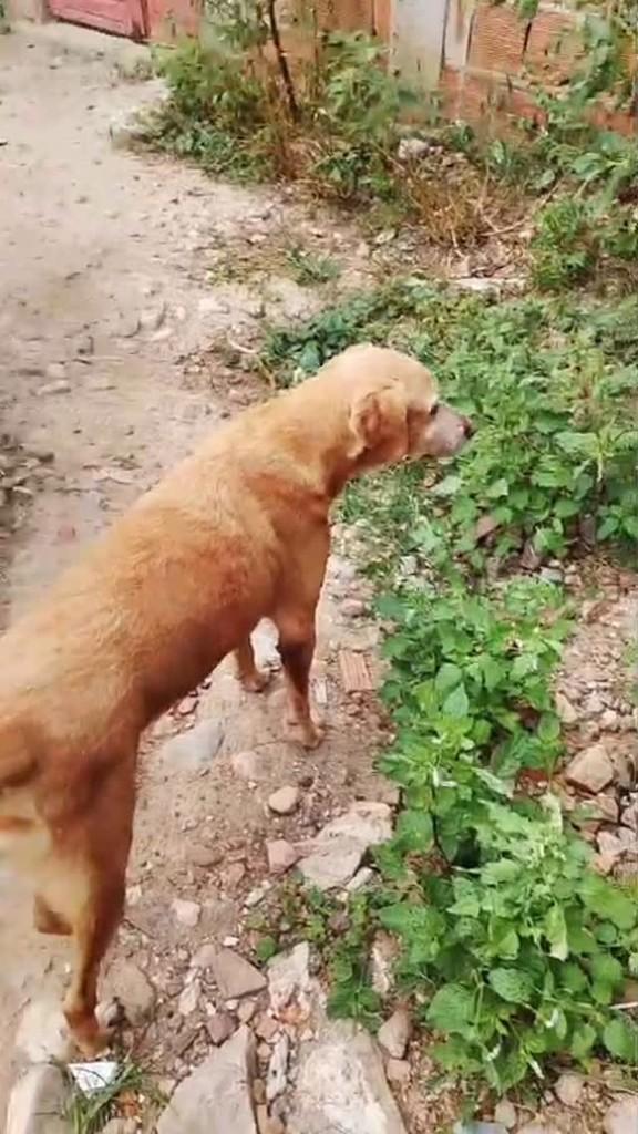 Galega, cachorro de porte médio para adoção em Bezerros - PE
