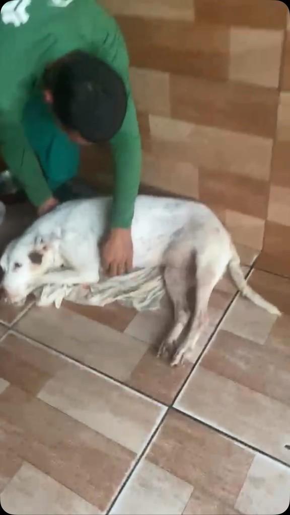 Kiara, cachorro de porte pequeno para adoção em Bezerros - PE