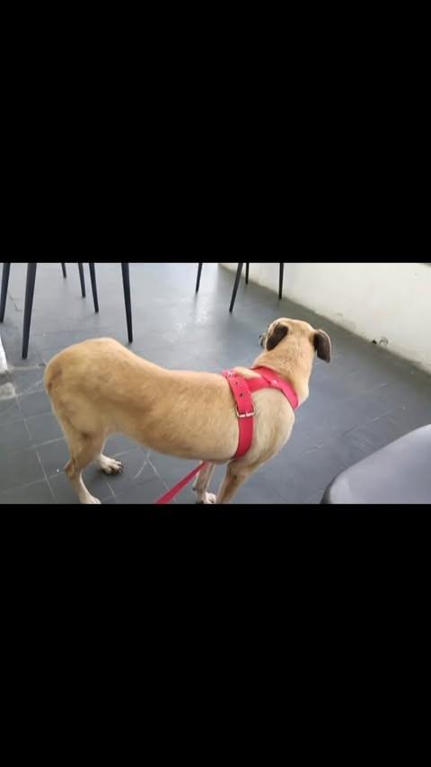 Bia, cadela de porte pequeno para adoção em Bezerros - PE