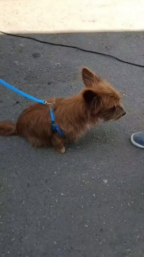 Pimentinha, cachorro de porte pequeno para adoção em Rio Pomba - MG