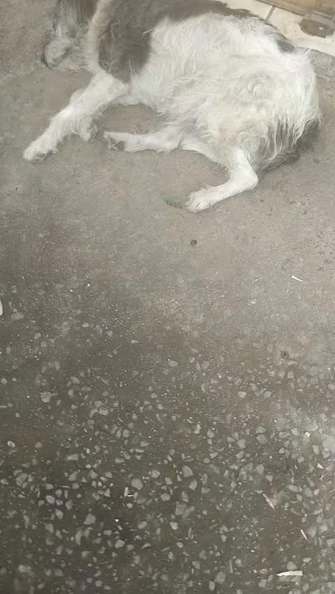 Valdete, cachorro de porte médio para adoção em Rio Pomba - MG