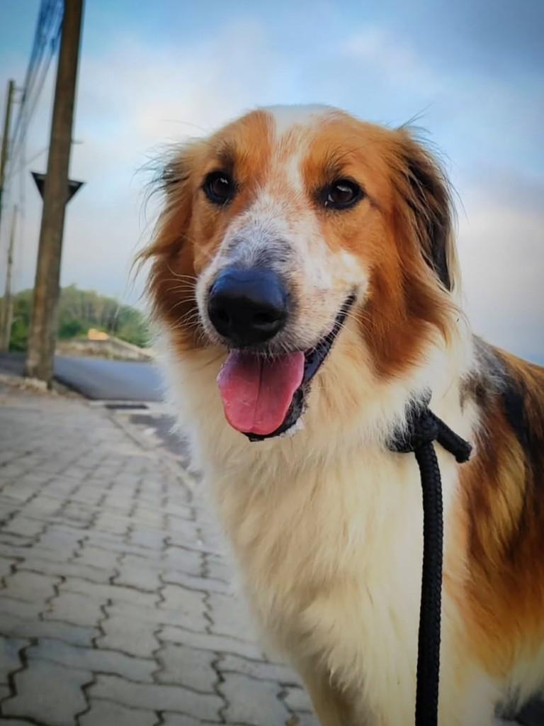 Gohan, cachorro de porte grande para adoção em Santa Maria - RS