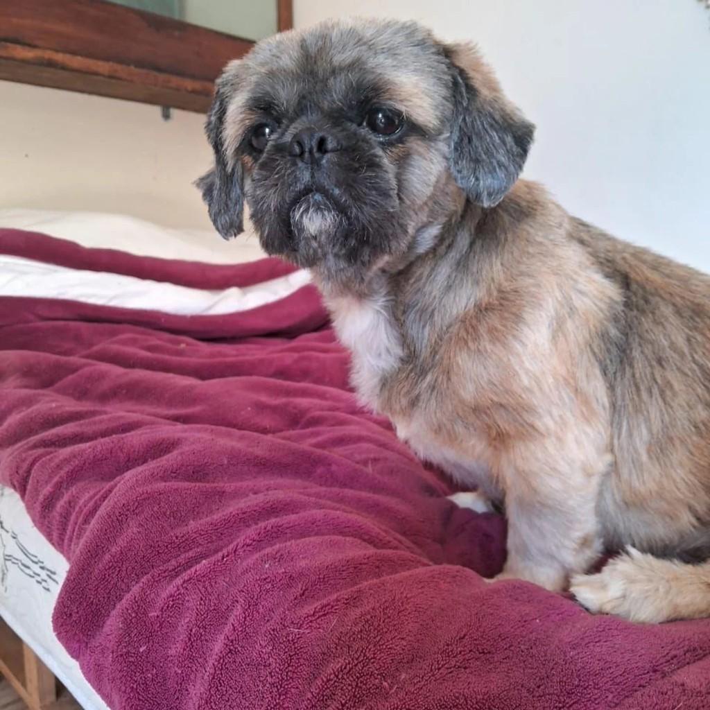 Ralph, cachorro de porte pequeno para adoção em Santa Maria - RS