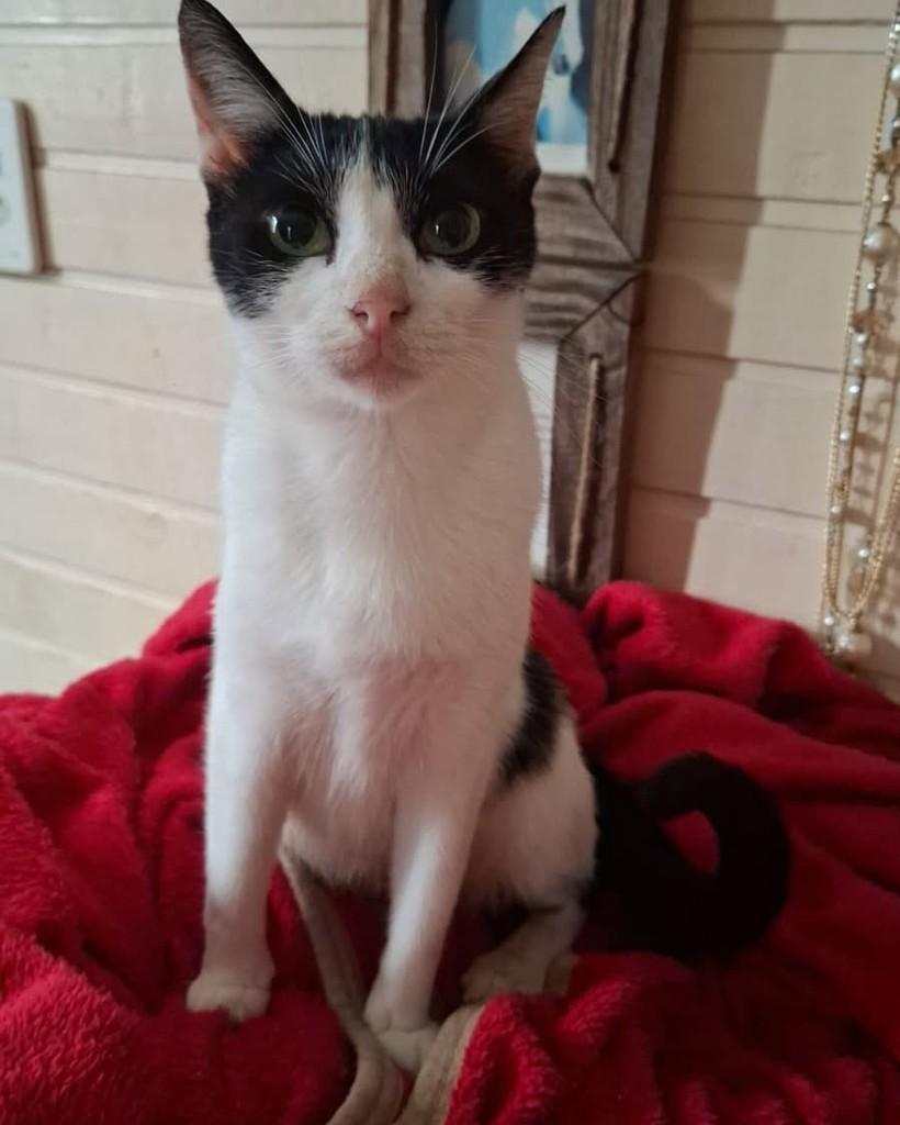 Mimosa, gata de porte pequeno para adoção em Santa Maria - RS