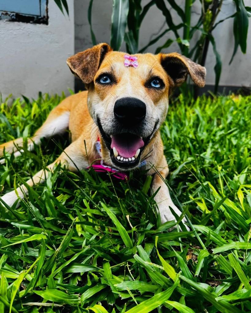 Caramela, cachorro de porte médio para adoção em Santa Maria - RS