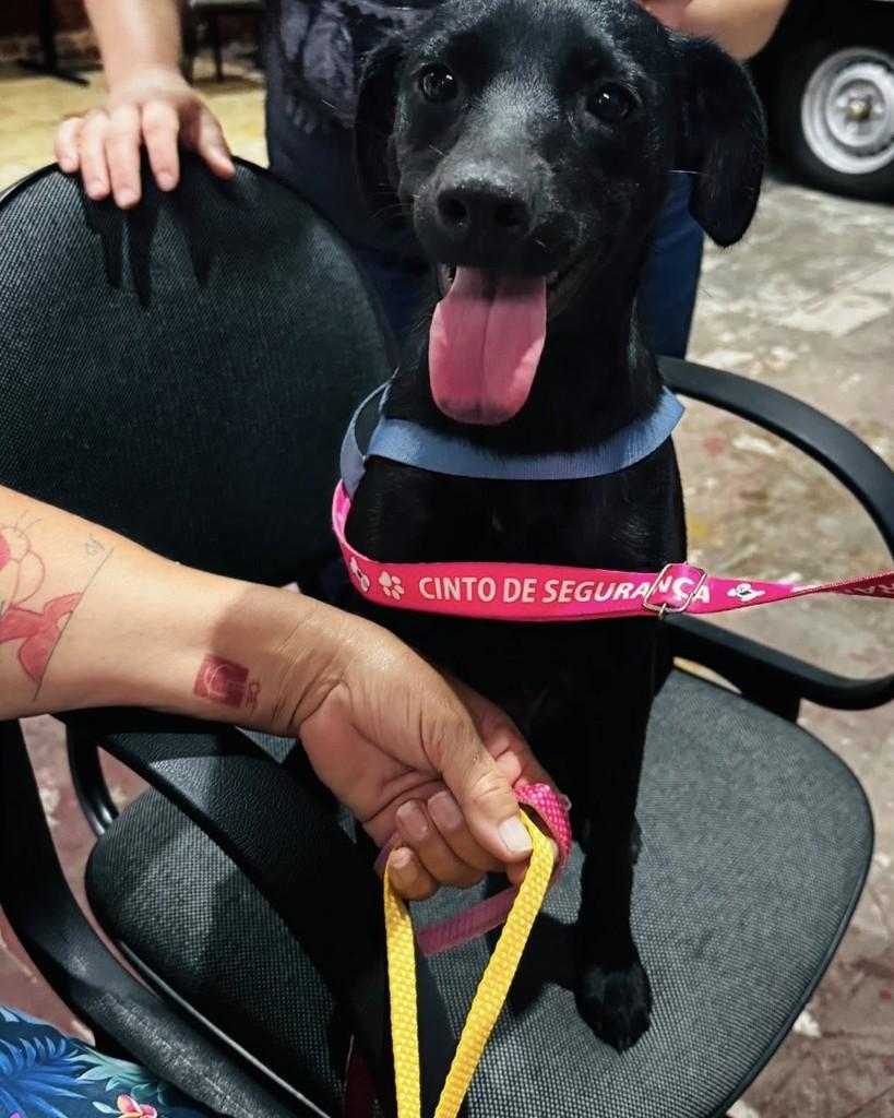 Belinha, cadela de porte médio para adoção em Santa Maria - RS