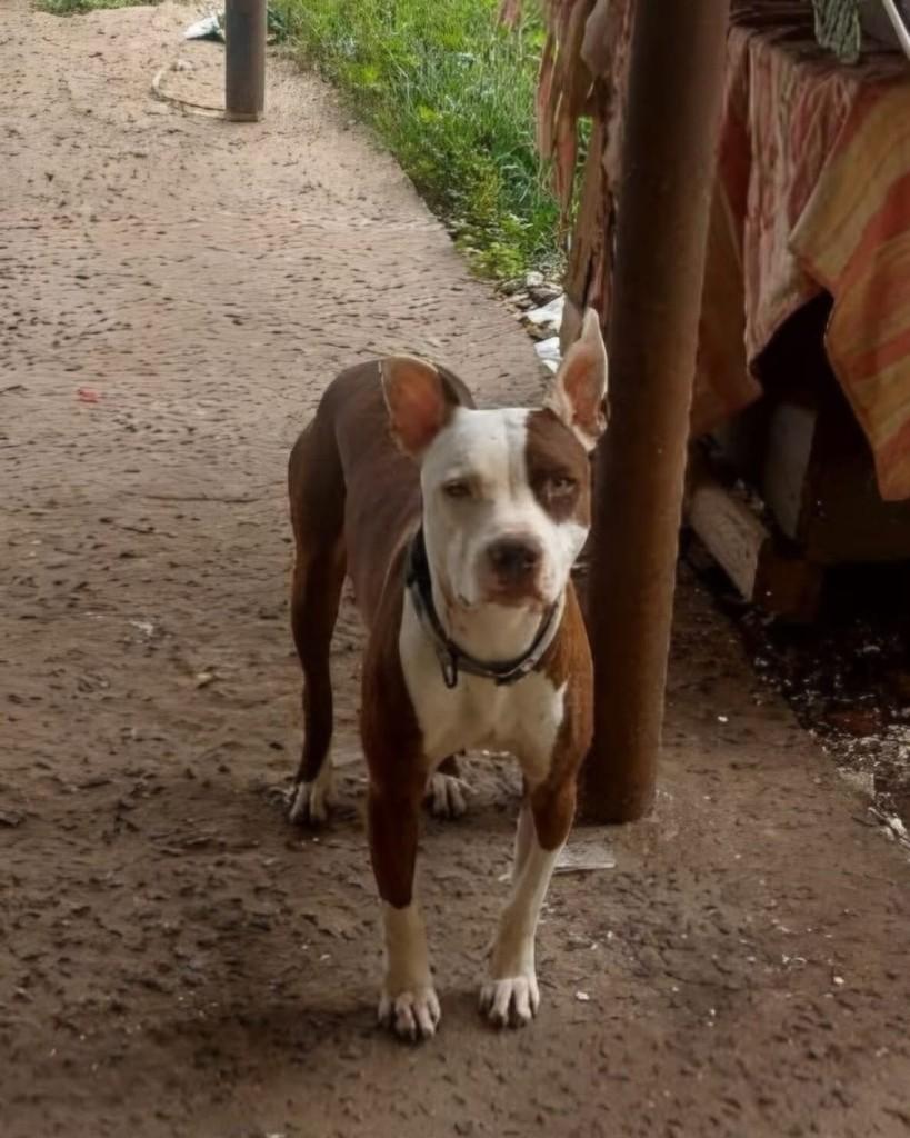 Zeus, cachorro de porte médio para adoção em Santa Maria - RS