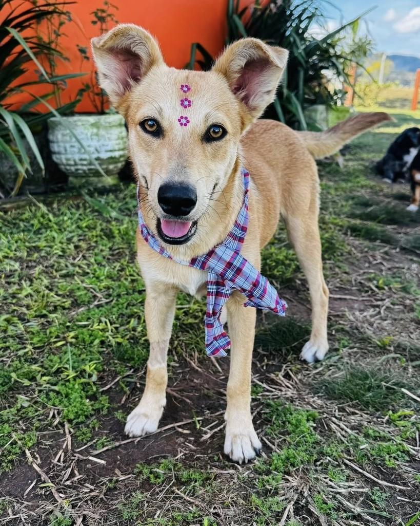 Nina, cadela de porte médio para adoção em Santa Maria - RS
