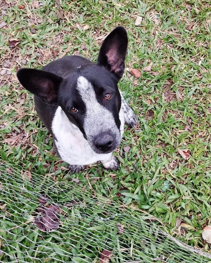 Gurizinho, cachorro de porte médio para adoção em Santa Maria - RS