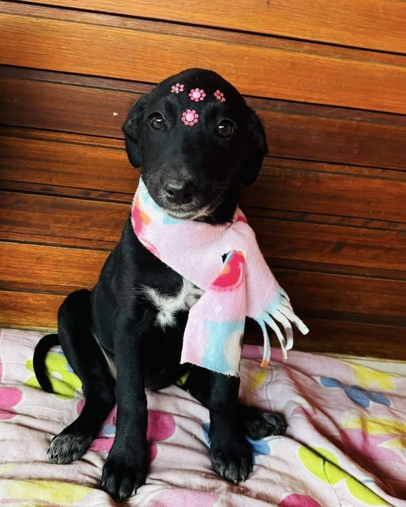 Mika, cadela de porte médio para adoção em Santa Maria - RS