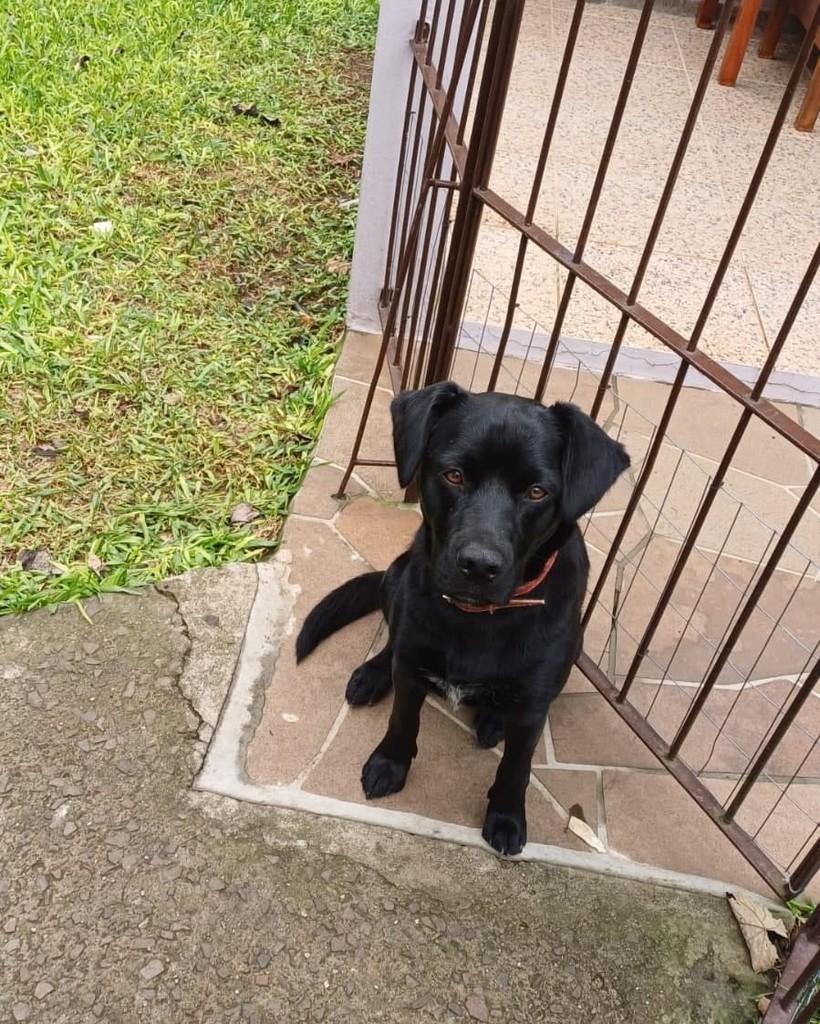 Luke, cachorro de porte grande para adoção em Santa Maria - RS