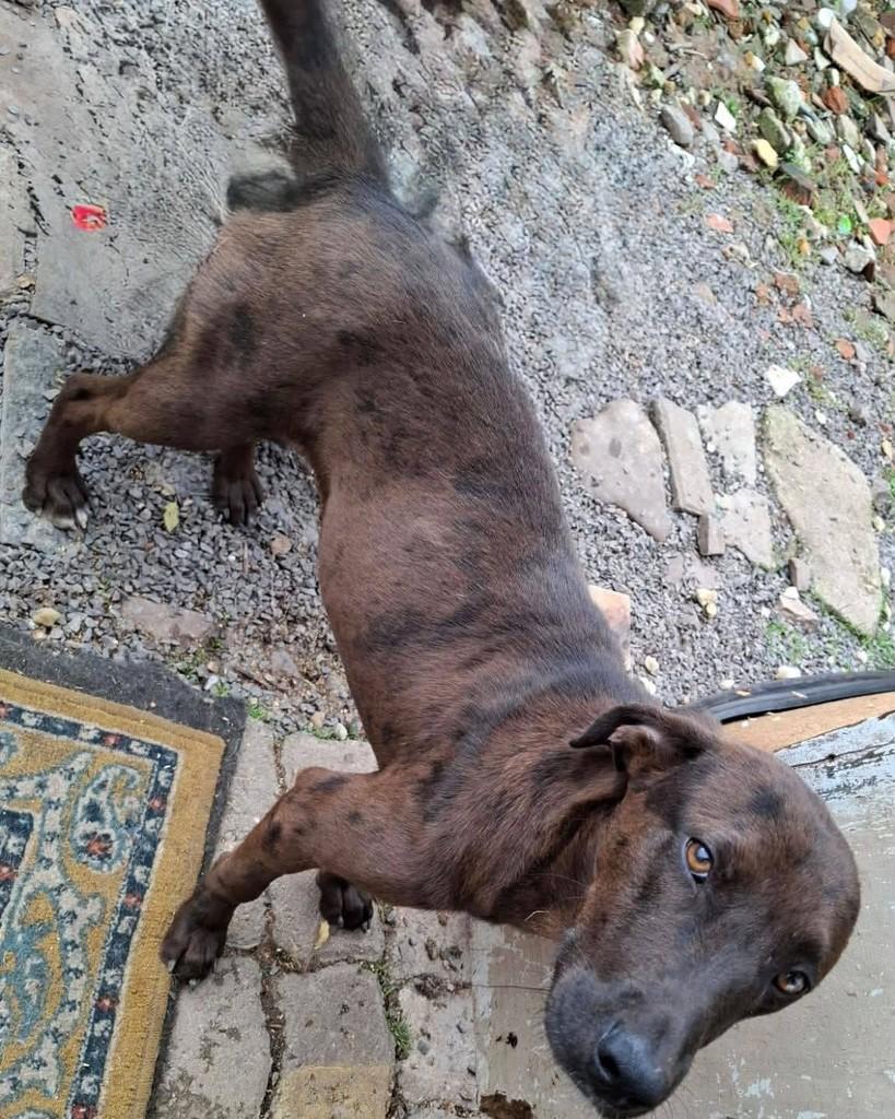 Tody, cachorro de porte médio para adoção em Santa Maria - RS