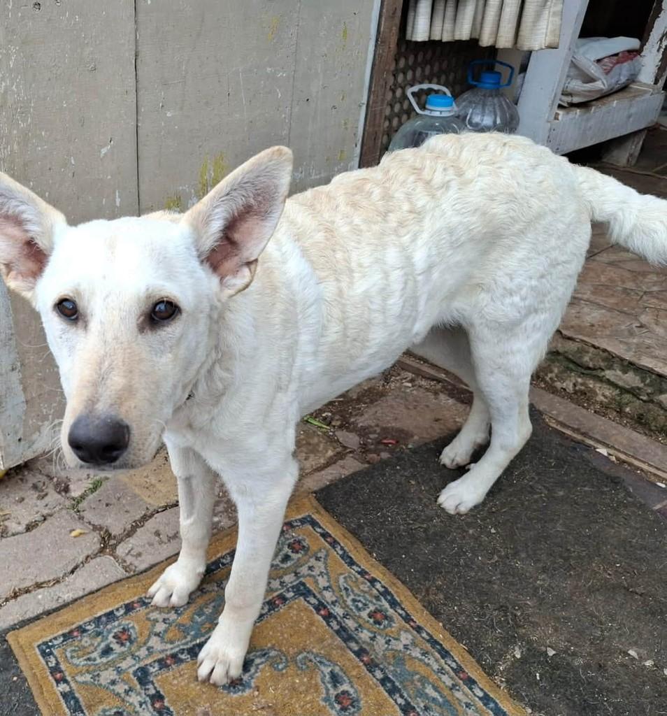 Algodão, cachorro de porte grande para adoção em Santa Maria - RS