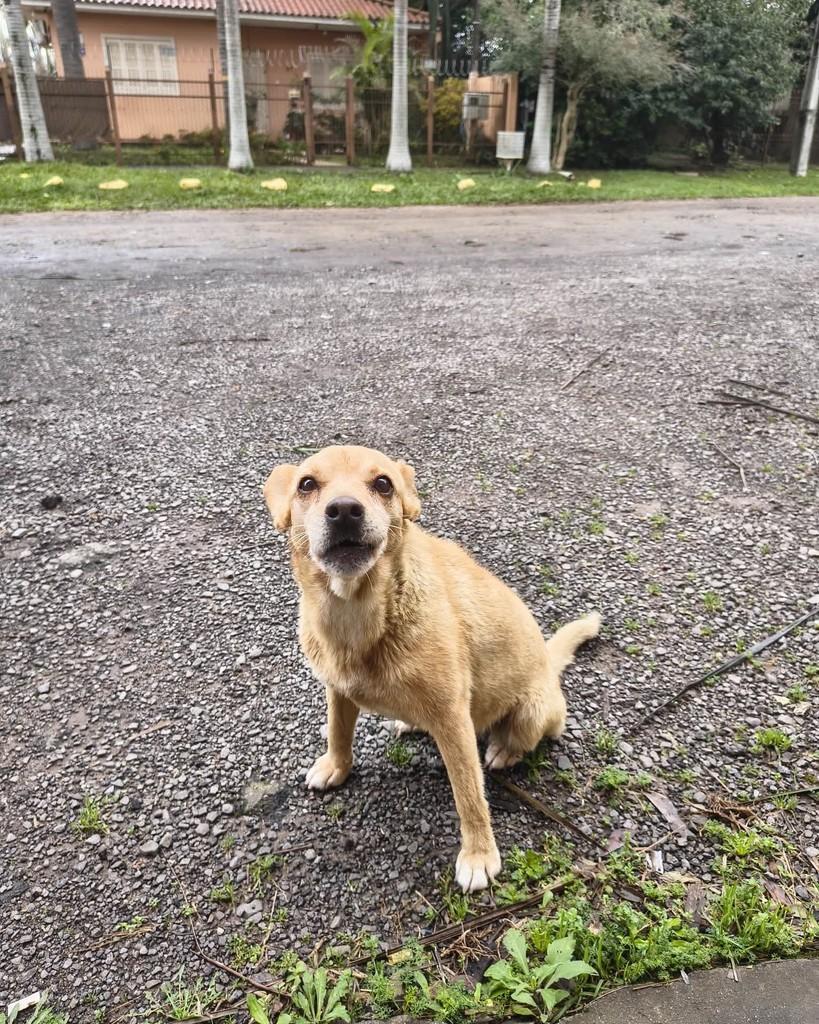 Pequenina, cadela de porte pequeno para adoção em Santa Maria - RS