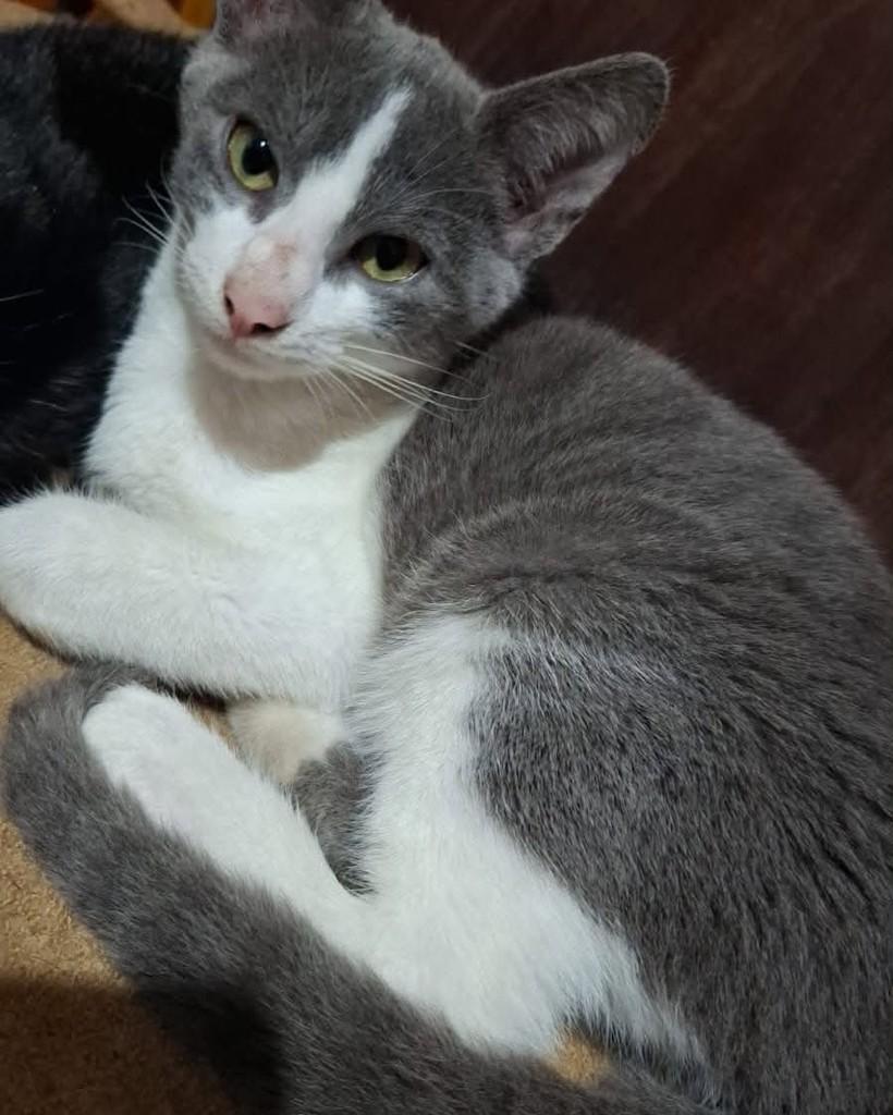 Fofuxo, gato de porte pequeno para adoção em Santa Maria - RS