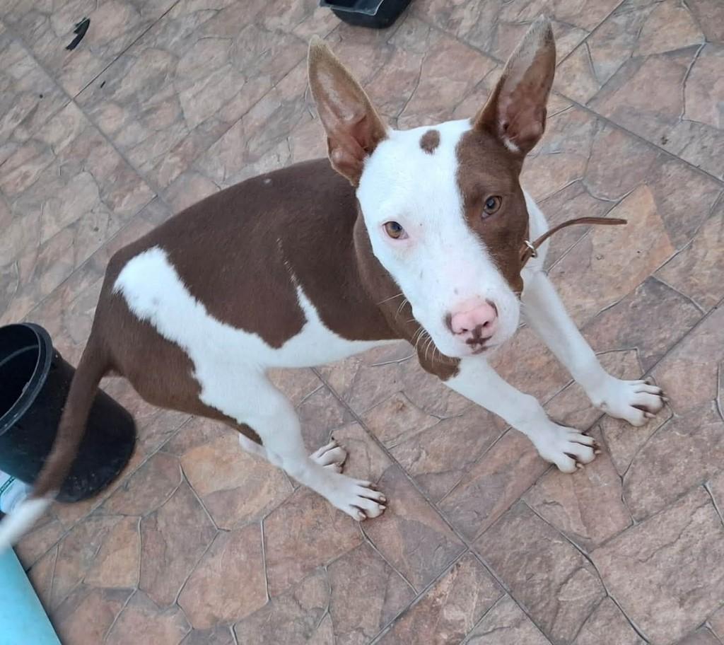 Pitbullzinho, cachorro de porte médio para adoção em Santa Maria - RS