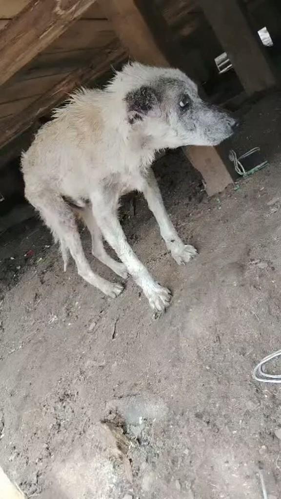 Velhinho, cachorro de porte pequeno para adoção em Santa Maria - RS