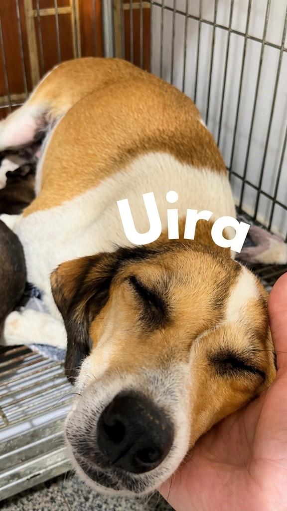 Uira, cachorro de porte médio para adoção em Ubá - MG