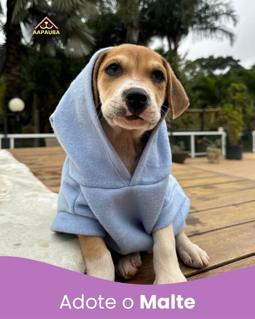 Malte, cachorro de porte médio para adoção em Ubá - MG