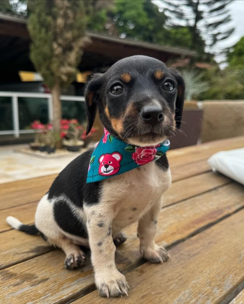 Cisco, cachorro de porte pequeno para adoção em Ubá - MG
