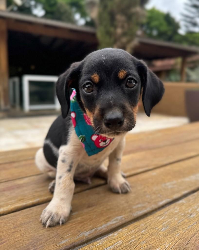 Cisco, cachorro de porte pequeno para adoção em Ubá - MG — foto 2 de 8
