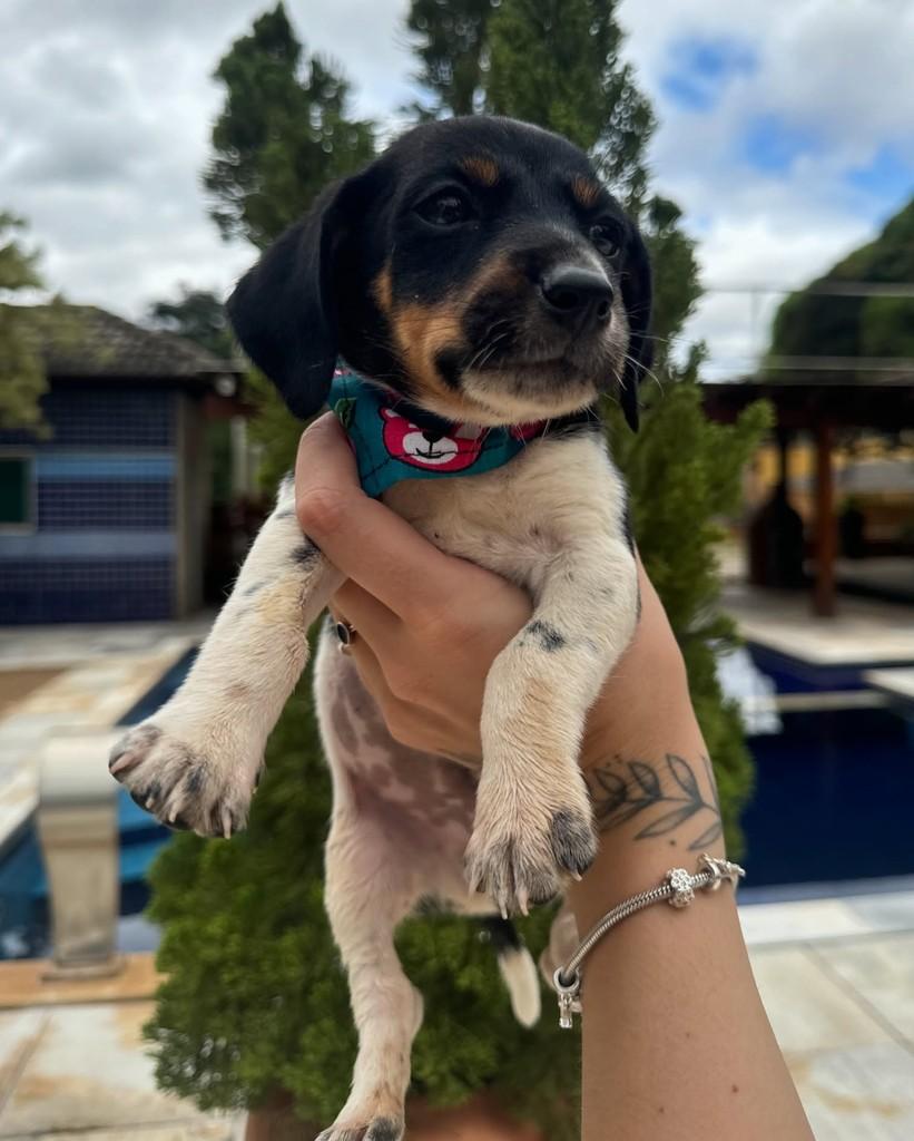 Cisco, cachorro de porte pequeno para adoção em Ubá - MG — foto 3 de 8