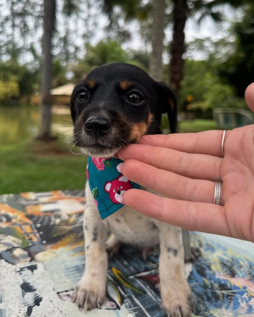 Cisco, cachorro de porte pequeno para adoção em Ubá - MG — foto 4 de 8