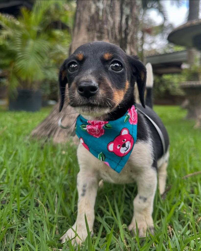 Cisco, cachorro de porte pequeno para adoção em Ubá - MG — foto 5 de 8