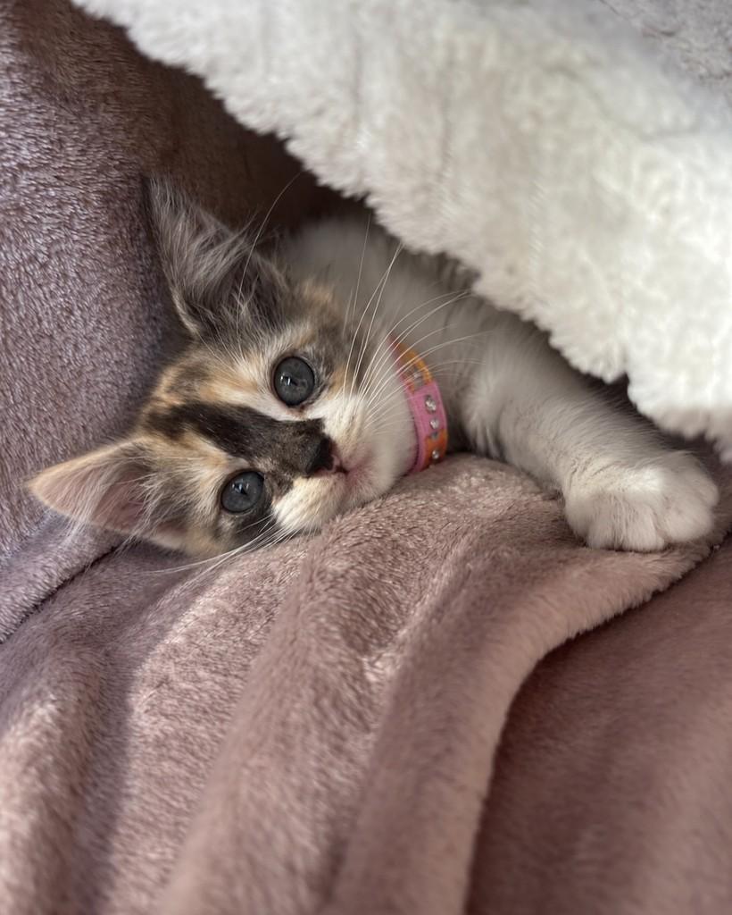 Siena, gata de porte pequeno para adoção em Ubá - MG — foto 3 de 3