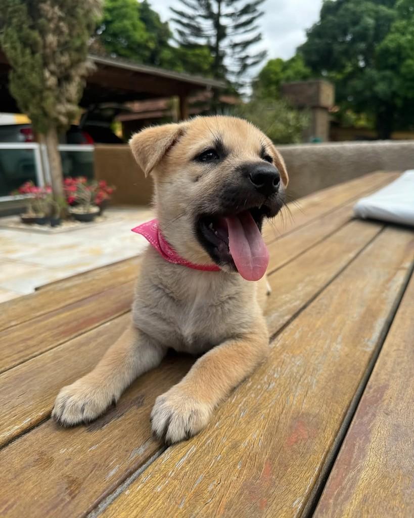 Melissa, cadela de porte médio para adoção em Ubá - MG