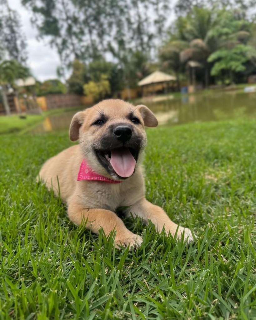 Melissa, cadela de porte médio para adoção em Ubá - MG — foto 4 de 8
