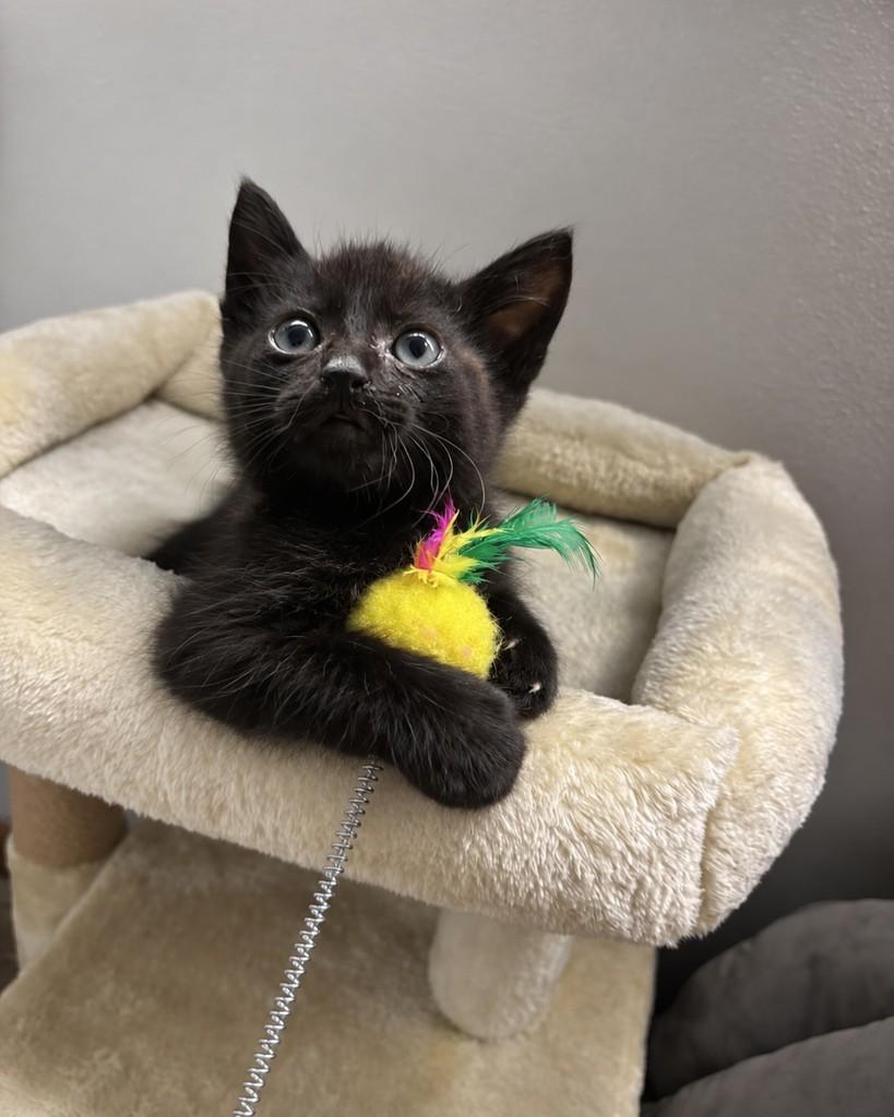 Jiji, gato de porte pequeno para adoção em Ubá - MG