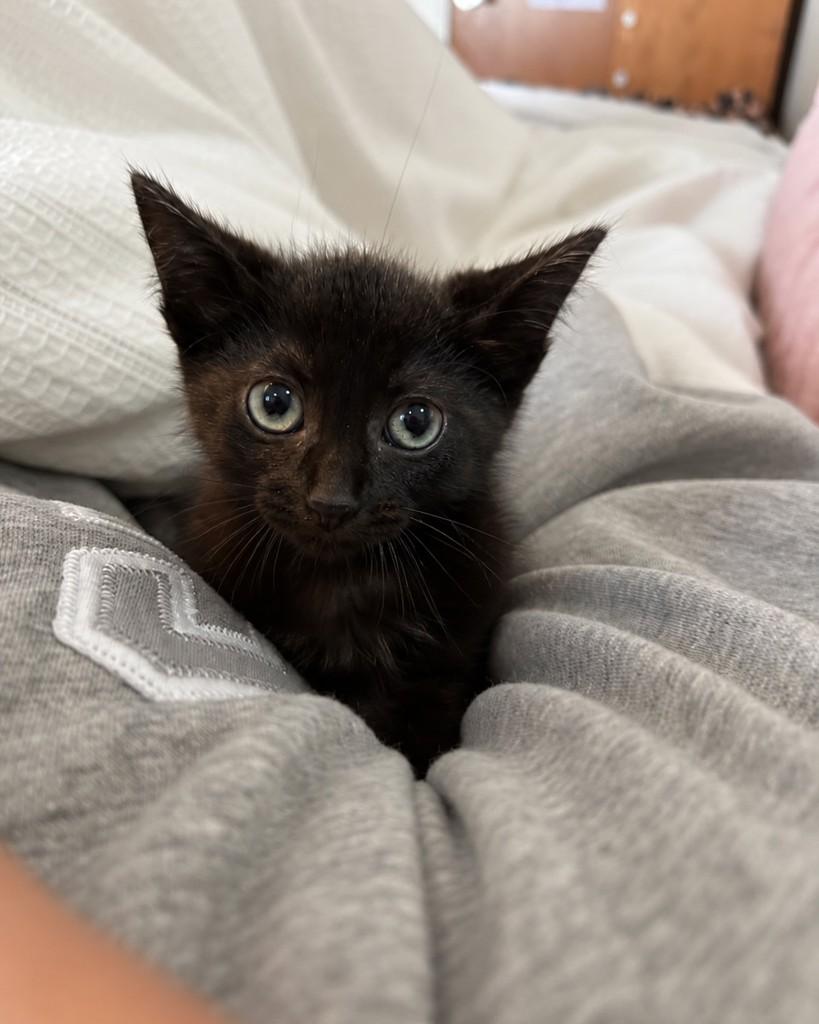 Jiji, gato de porte pequeno para adoção em Ubá - MG — foto 3 de 4