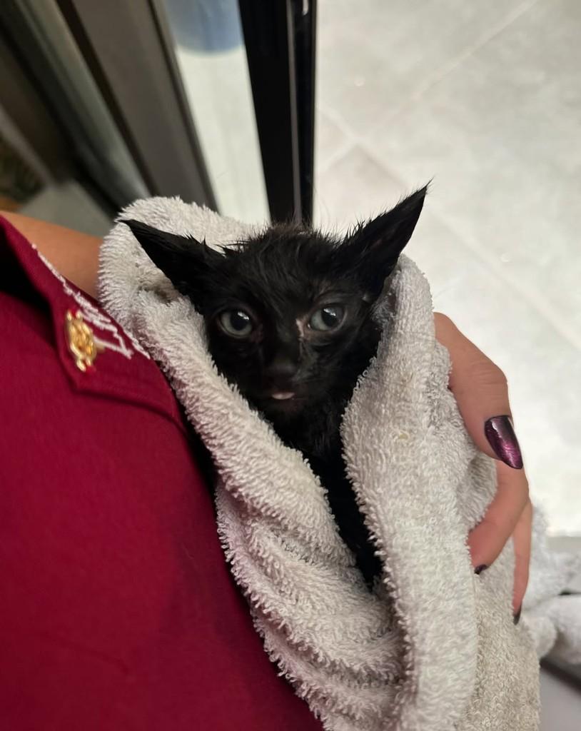 Jiji, gato de porte pequeno para adoção em Ubá - MG — foto 4 de 4